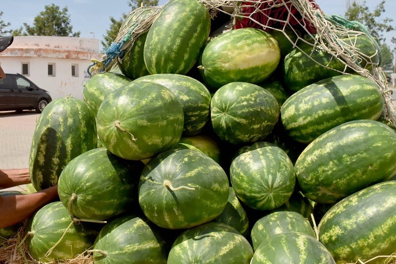 Les exportations de pastèques marocaines rapportent 190 millions de dollars, la France s&rsquo;appropriant la moitié des quantités.