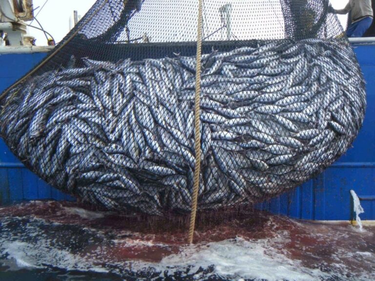 Déchargement de centaines de tonnes de poissons à Sidi Ifni et Safi : une baisse des prix du sardine sur les marchés.