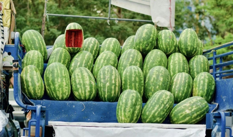 Augmentation des exportations de pastèques marocaines de 54 % en 2025, générant 190 millions de dollars.