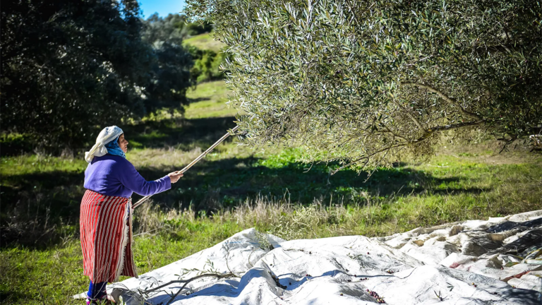 « Une production d’olives record dans la région de Beni Mellal-Khenifra grâce à l’agriculture scientifique »