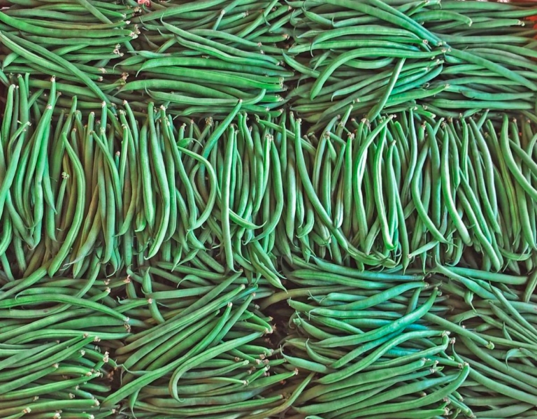 Le Maroc se positionne en tête des fournisseurs de haricots verts en Irlande et renforce sa présence sur les marchés européens.