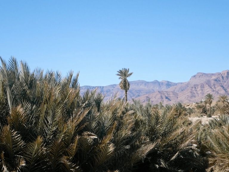 Mission internationale sur le progrès des projets de développement des oasis dans la province de Tata