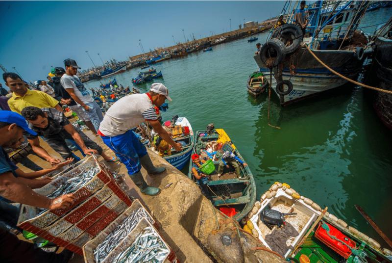 Baisse de 20 % des débarquements de la pêche au port d&rsquo;Agadir malgré une amélioration relative de certaines espèces