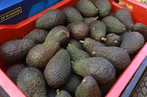 L’avocat marocain vacille sur les marchés internationaux : forte baisse des exportations lors d’une saison difficile.