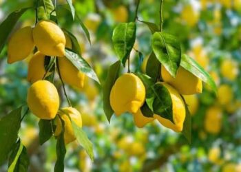 CITRON