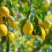 CITRON