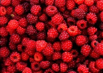 Le Maroc renforce sa présence sur le marché des fruits congelés en Europe via les Pays-Bas