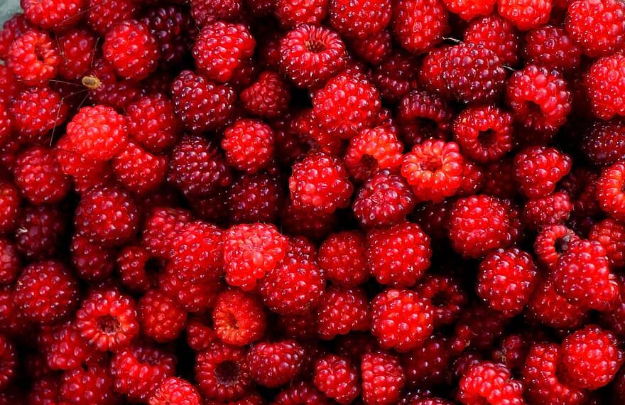 Le Maroc renforce sa présence sur le marché des fruits congelés en Europe via les Pays-Bas