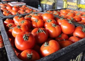 tomate