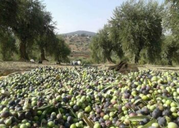 Les exportations d&rsquo;huile d&rsquo;olive marocaine explosent vers l&rsquo;Europe