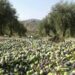 Les exportations d&rsquo;huile d&rsquo;olive marocaine explosent vers l&rsquo;Europe