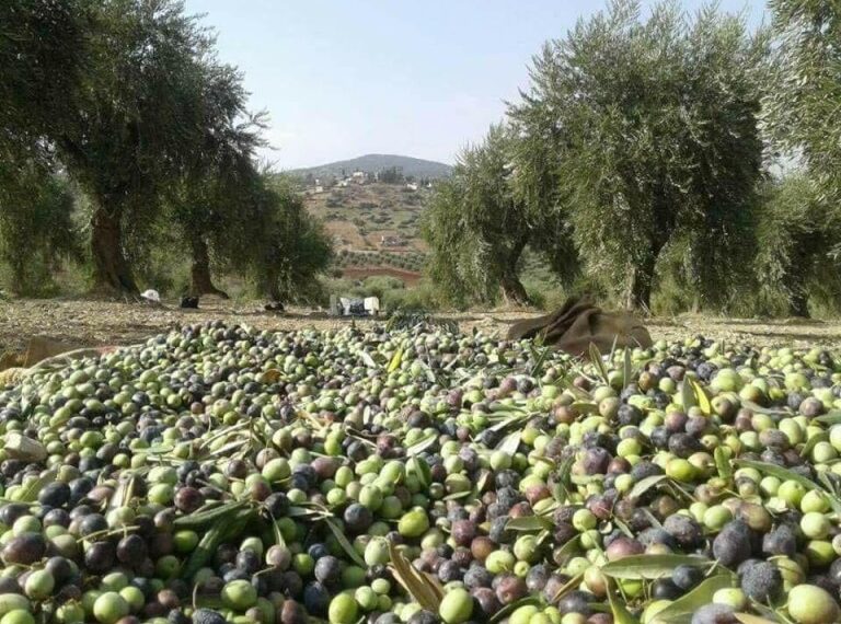 Les exportations d&rsquo;huile d&rsquo;olive marocaine explosent vers l&rsquo;Europe